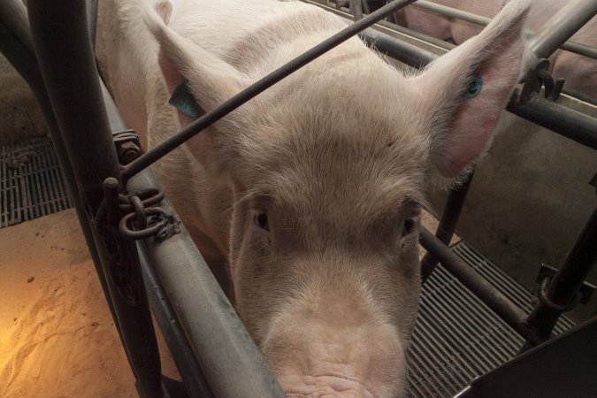 Farrowing crates at Lansdowne Piggery NSW