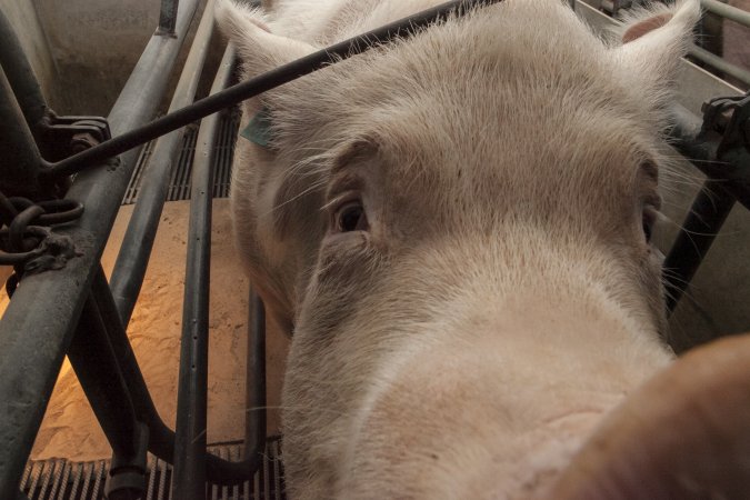 Farrowing crates at Lansdowne Piggery NSW