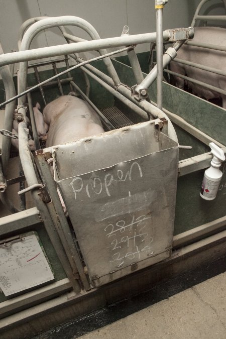Farrowing crates at Lansdowne Piggery NSW