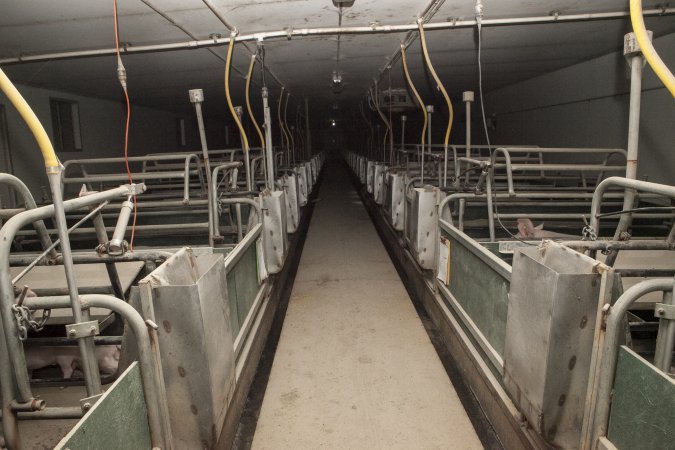 Looking down aisle of farrowing shed