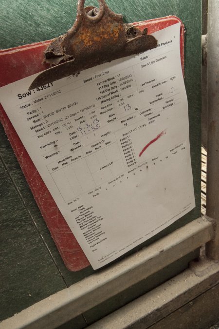 Farrowing crates at Lansdowne Piggery NSW