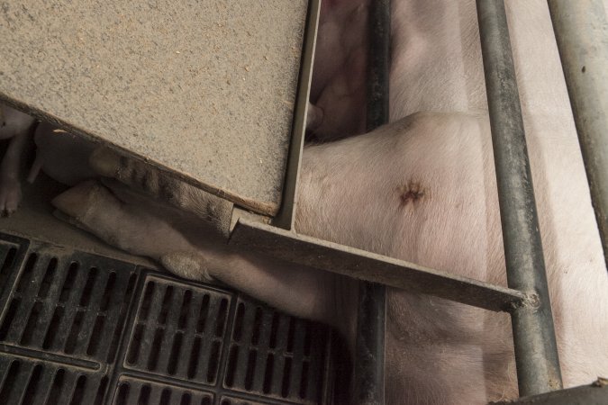 Farrowing crates at Lansdowne Piggery NSW