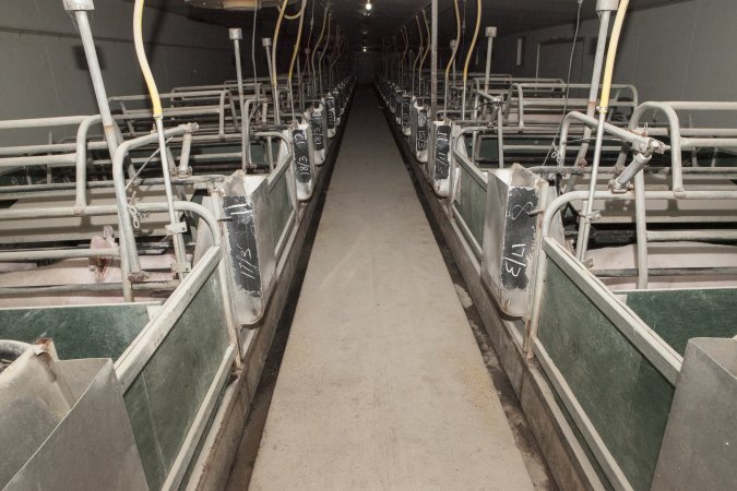 Looking down aisle of farrowing shed