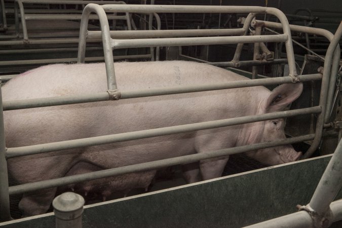 Farrowing crates at Lansdowne Piggery NSW