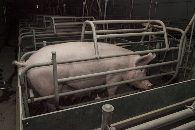 Farrowing crates at Lansdowne Piggery NSW