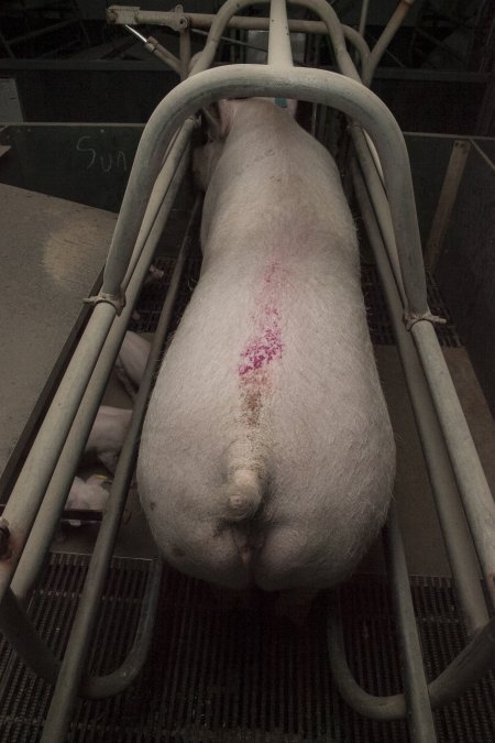 Farrowing crates at Lansdowne Piggery NSW