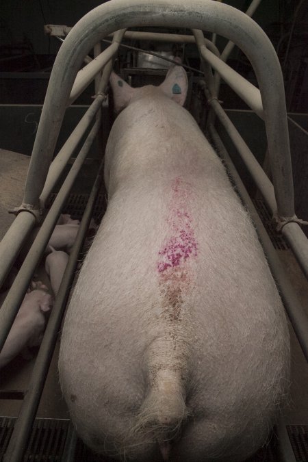Farrowing crates at Lansdowne Piggery NSW