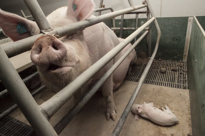 Farrowing crates at Lansdowne Piggery NSW