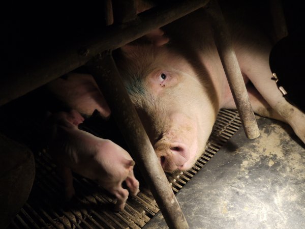 Farrowing crates at Allains Piggery NSW