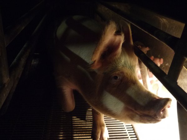 Farrowing crates at Allains Piggery NSW