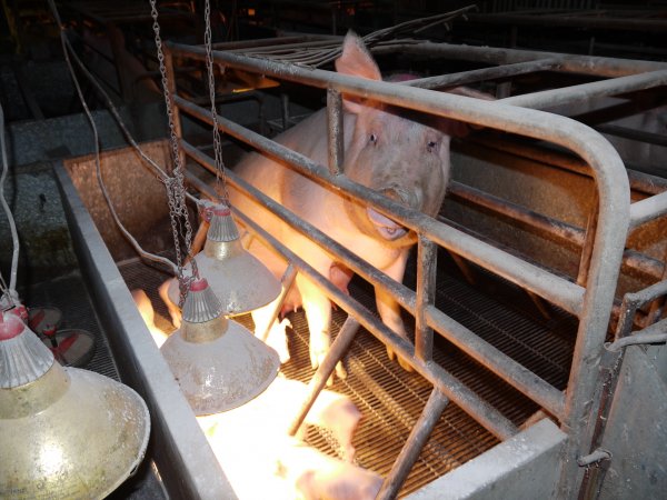 Farrowing crates at Allains Piggery NSW