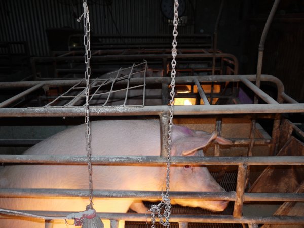 Farrowing crates at Allains Piggery NSW