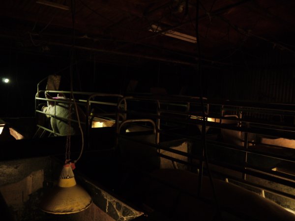 Farrowing crates at Allains Piggery NSW