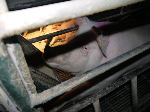 Farrowing crates at Allains Piggery NSW