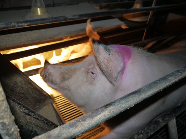 Farrowing crates at Allains Piggery NSW