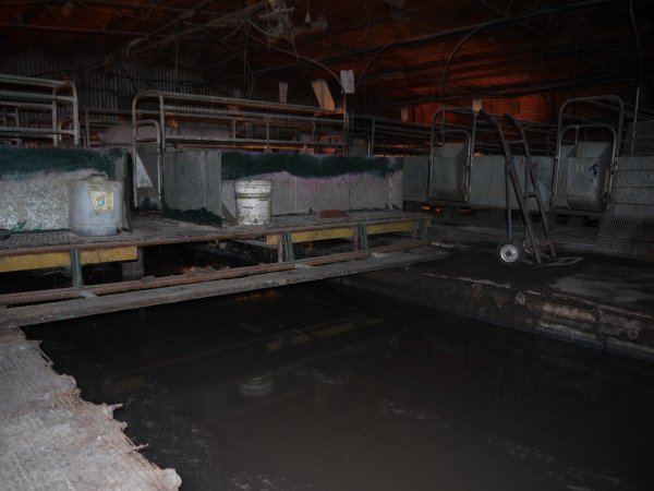 Farrowing crates at Allains Piggery NSW