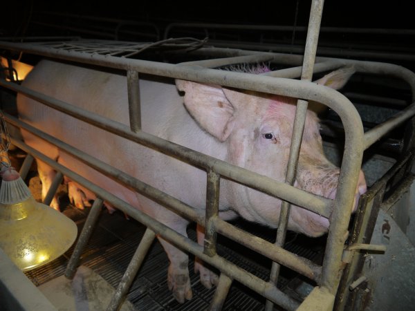 Farrowing crates at Allains Piggery NSW