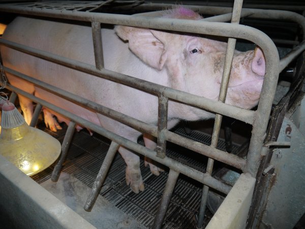 Farrowing crates at Allains Piggery NSW