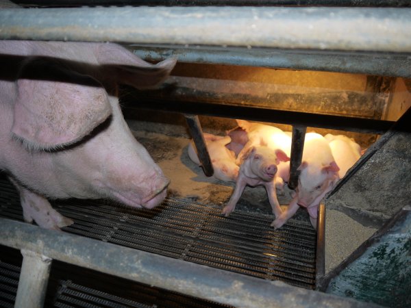 Farrowing crates at Allains Piggery NSW