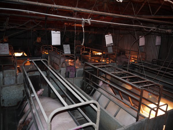 Farrowing crates at Allains Piggery NSW