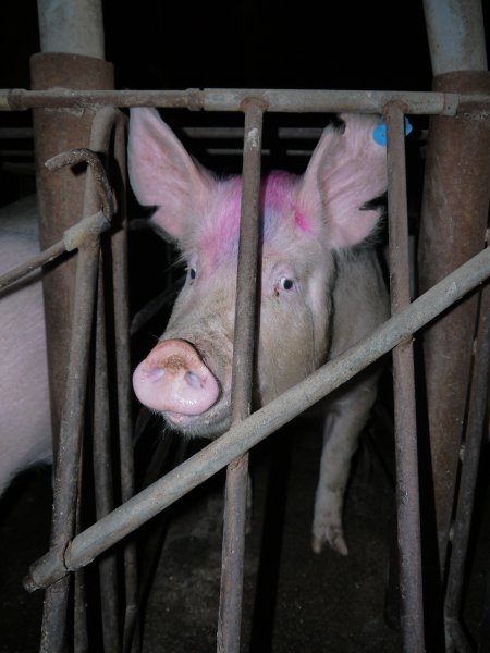 Sow stalls at Allains Piggery NSW