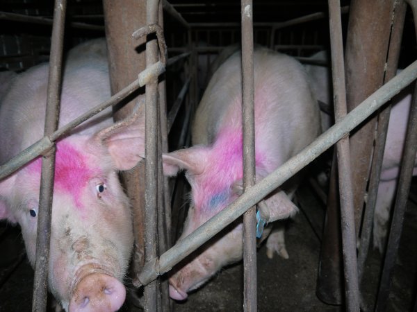 Sow stalls at Allains Piggery NSW