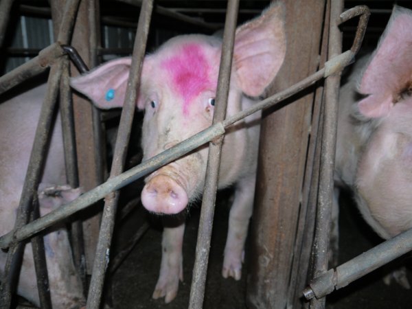 Sow stalls at Allains Piggery NSW