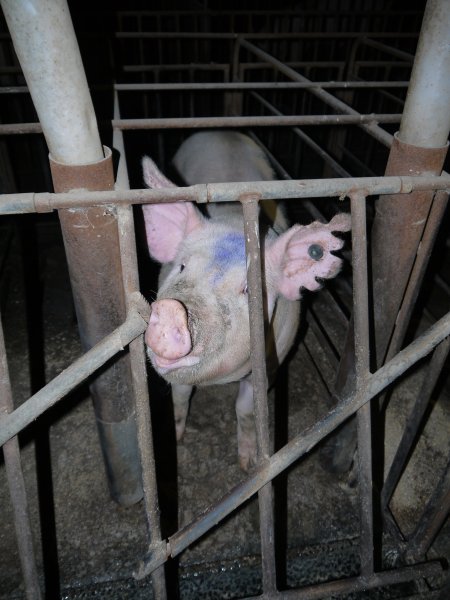 Sow stalls at Allains Piggery NSW