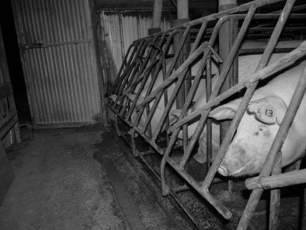 Sow stalls at Allains Piggery NSW