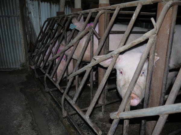 Sow stalls at Allains Piggery NSW