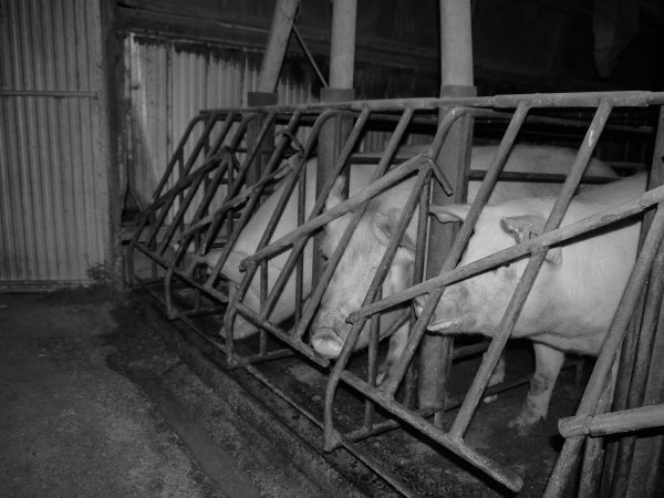 Sow stalls at Allains Piggery NSW