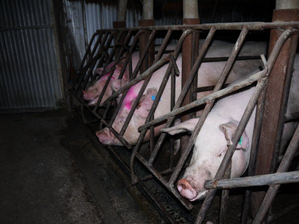 Sow stalls at Allains Piggery NSW