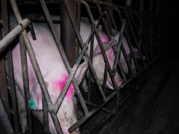 Sow stalls at Allains Piggery NSW