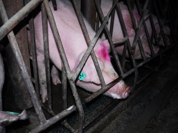 Sow stalls at Allains Piggery NSW