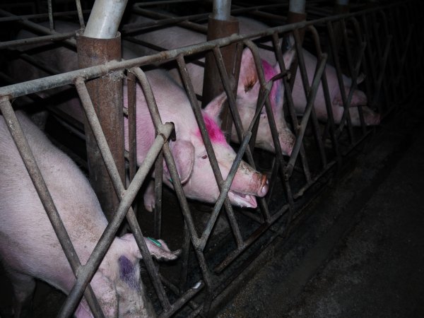 Farrowing crates at Allains Piggery NSW