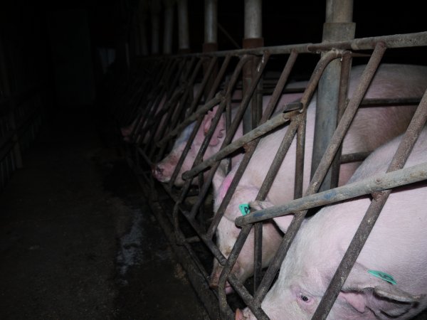 Sow stalls at Allains Piggery NSW