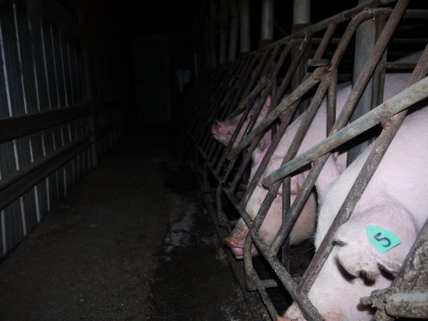 Sow stalls at Allains Piggery NSW