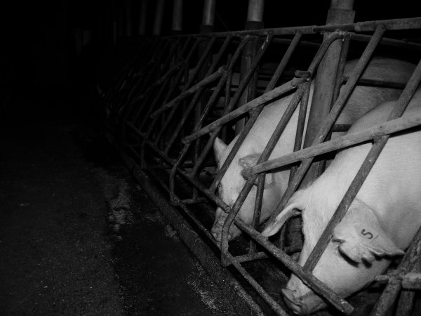 Sow stalls at Allains Piggery NSW