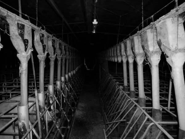 Looking down aisle of sow stall shed