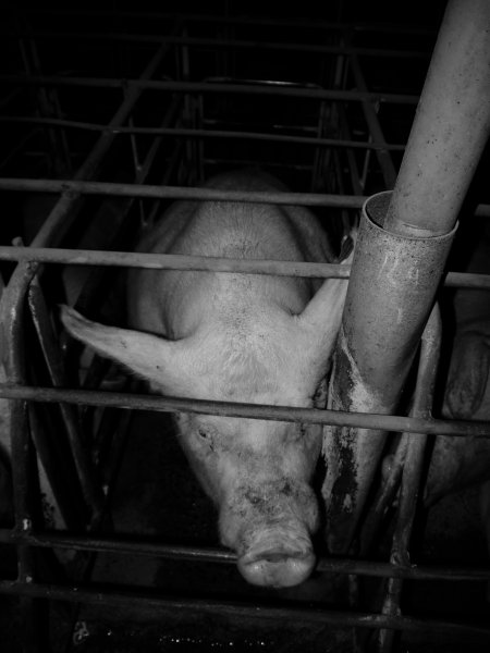 Sow stalls at Allains Piggery NSW