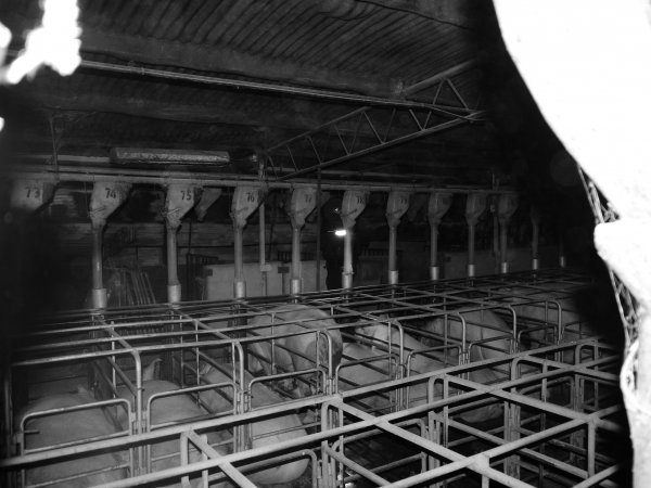 Sow stalls at Allains Piggery NSW