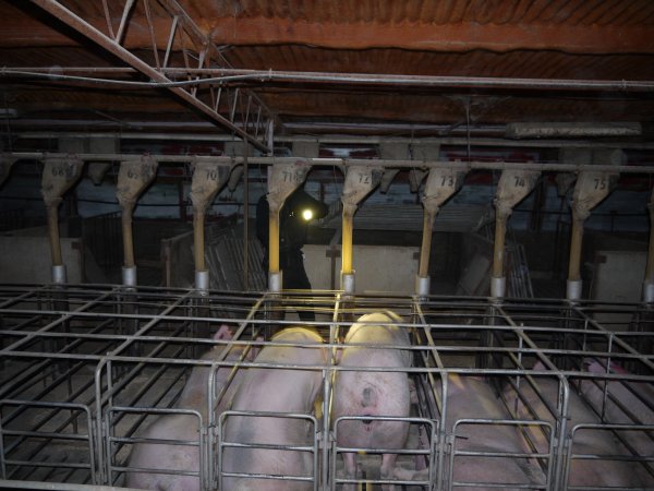 Sow stalls at Allains Piggery NSW