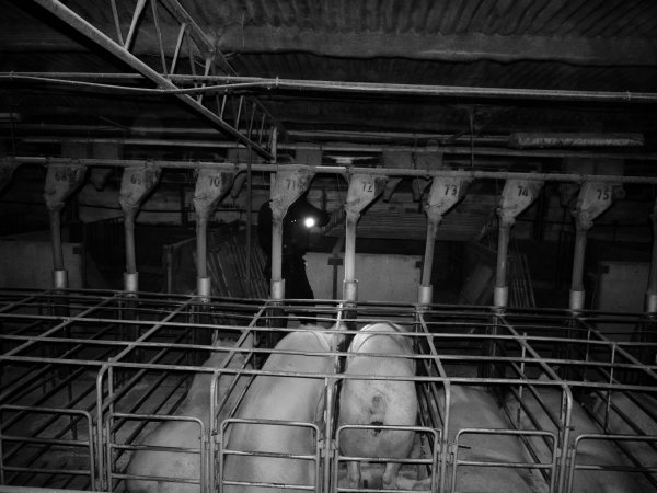 Sow stalls at Allains Piggery NSW