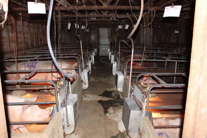Farrowing crates at Strathvean Piggery NSW