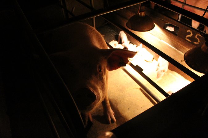 Farrowing crates at Strathvean Piggery NSW