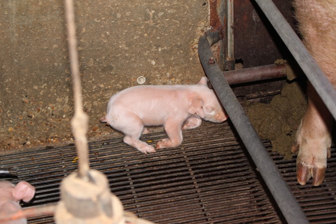 Piglet in crate