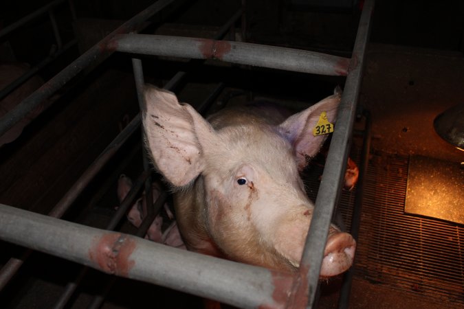 Farrowing crates at Strathvean Piggery NSW
