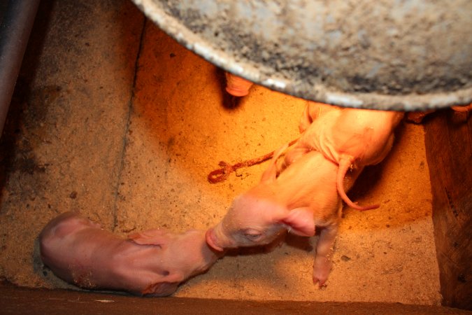 Farrowing crates at Strathvean Piggery NSW