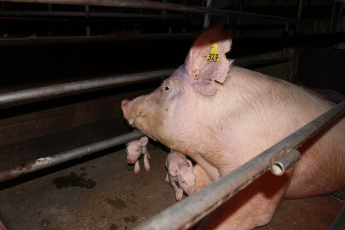 Farrowing crates at Strathvean Piggery NSW