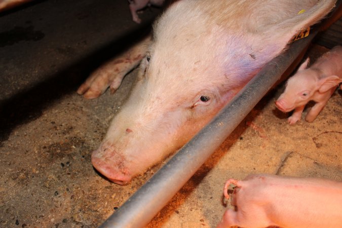 Farrowing crates at Strathvean Piggery NSW